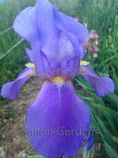 Iris Sierra Blue